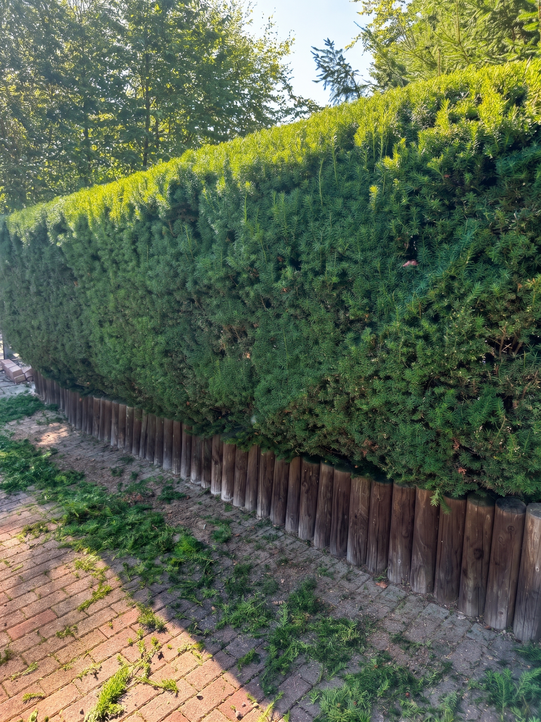 Freshly trimmed tall hedge after a SaMa garden job